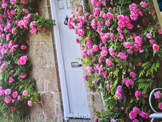 Gertrude Jekyll New Release David Austin Climbing Bush Rose