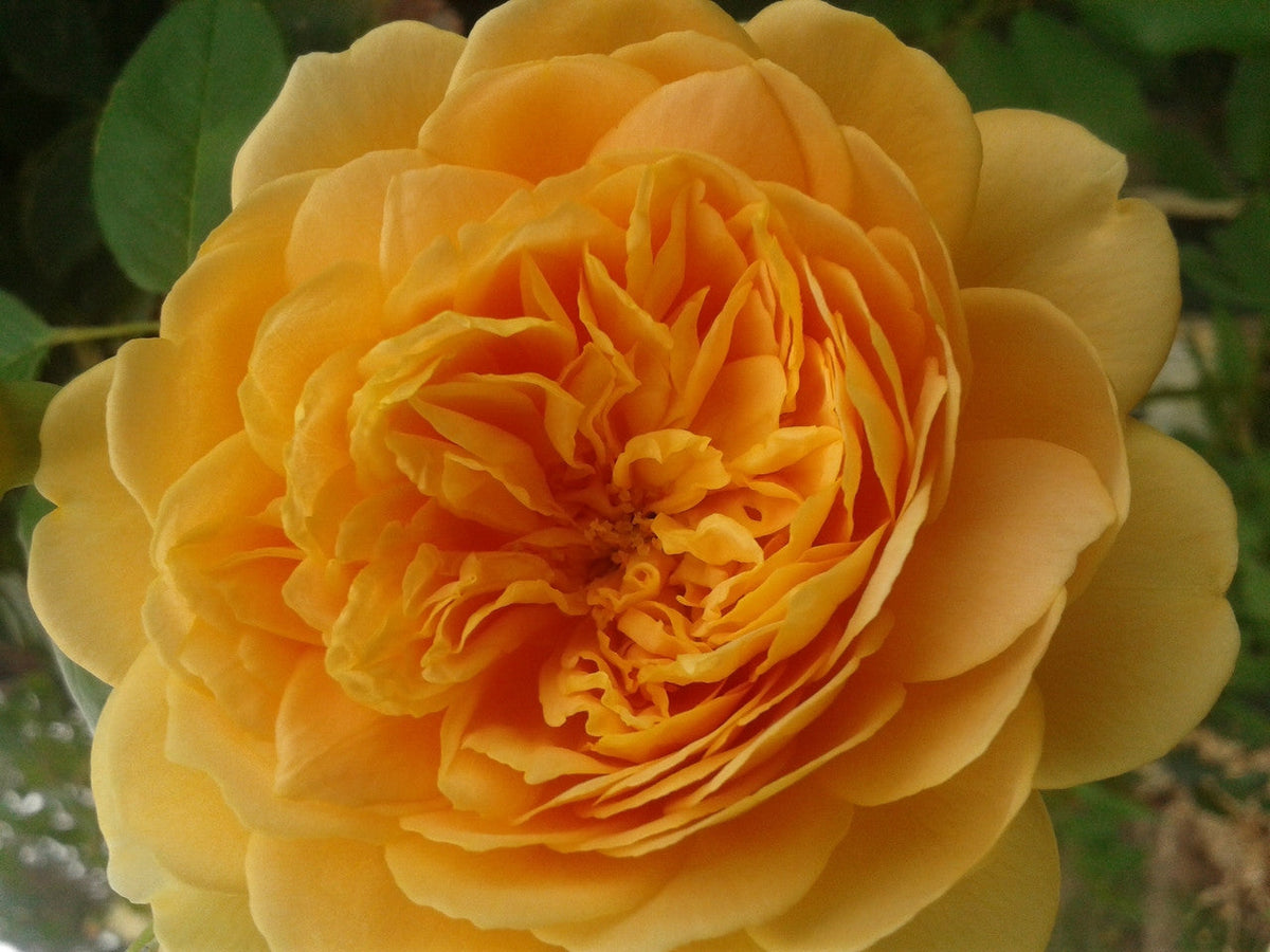 Golden Celebration - David Austin Climbing Rose