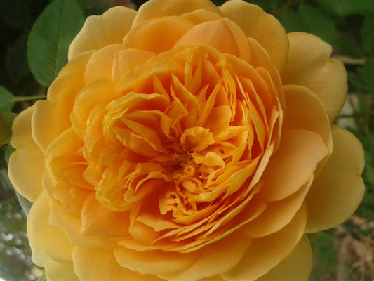 Golden Celebration - David Austin Climbing Rose