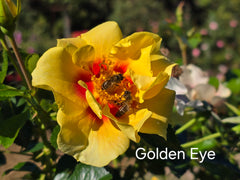 Golden Eye™ New Release Bush Rose (Bareroot)