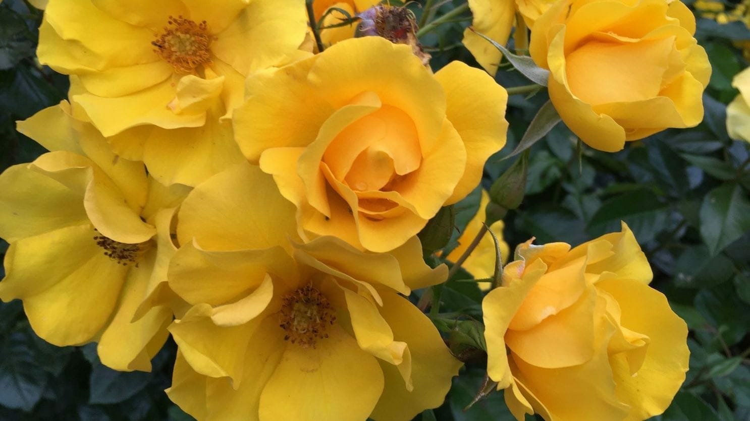 Golden Holstein Floribunda Bush Rose 2ft patio standard (Bareroot)