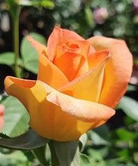 Gold Medal - Hybrid Tea Rose (bare rooted)