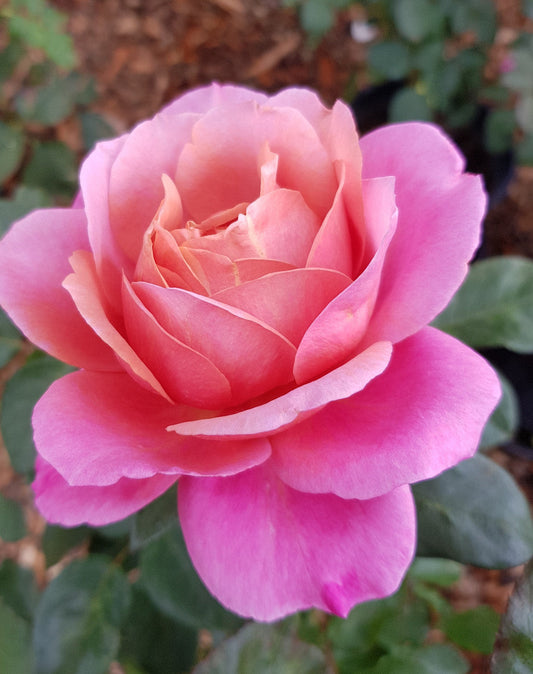 Grandma's Rose Charmwell New Release Bush Rose
