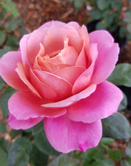 Grandma's Rose Charmwell New Release Bush Rose