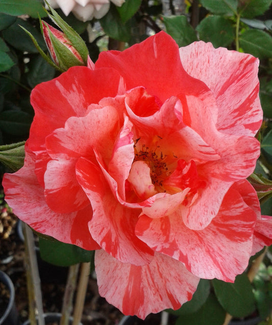Grimaldi - Delbard - Modern Shrub (bare rooted)