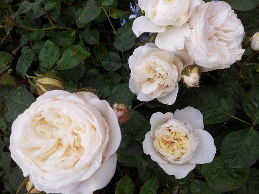 Guardian Angel - Modern Shrub (bare rooted)