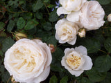 Guardian Angel - Modern Shrub