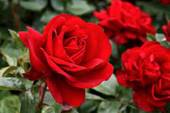 Gallipoli Centenary Rose potted bush rose