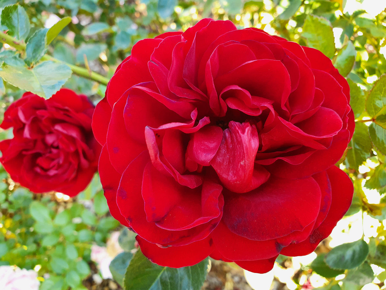 Gallipoli Centenary Rose (bare rooted)