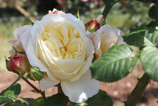 Gold Pierre de Ronsard climbing (bare-rooted)