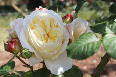 Gold Pierre de Ronsard climbing (bare-rooted)
