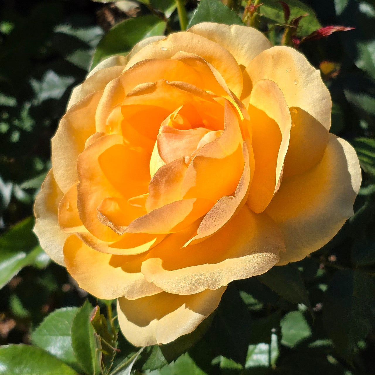 Golden Beauty - 2ft patio standard (Bareroot)