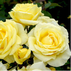 Graham Ross AM New Release Hybrid Tea Bush Rose (bare-rooted)