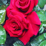 Grandpa's Hybrid Tea Rose