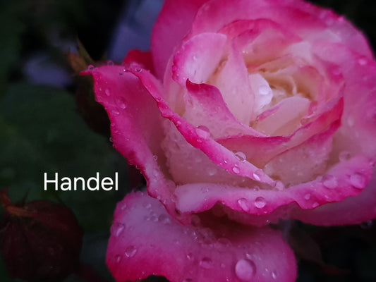 Handel (Climbing) Bush Rose (Bare-rooted)