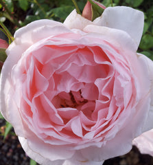Heritage - David Austin Rose (bare rooted)