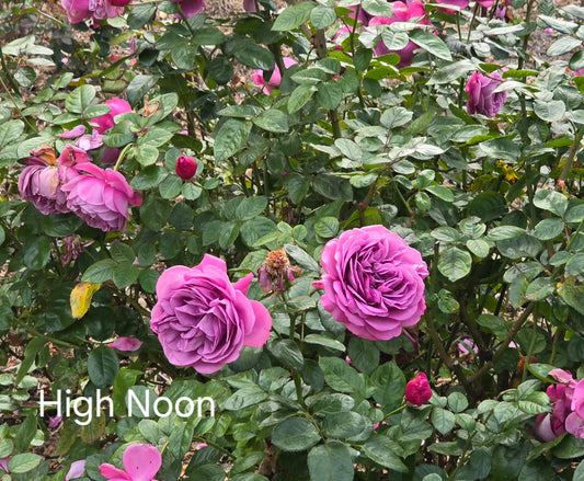 High Noon (Climbing) Bush Rose (bareroot)