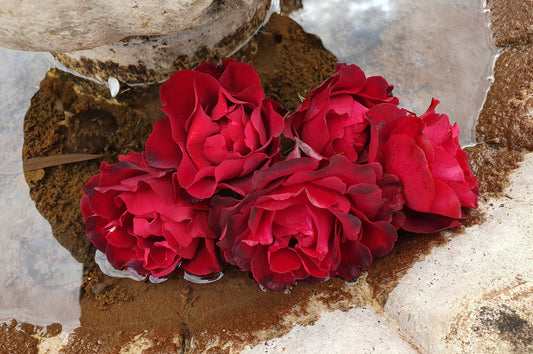 Hommage A Barbara - Delbard Rose