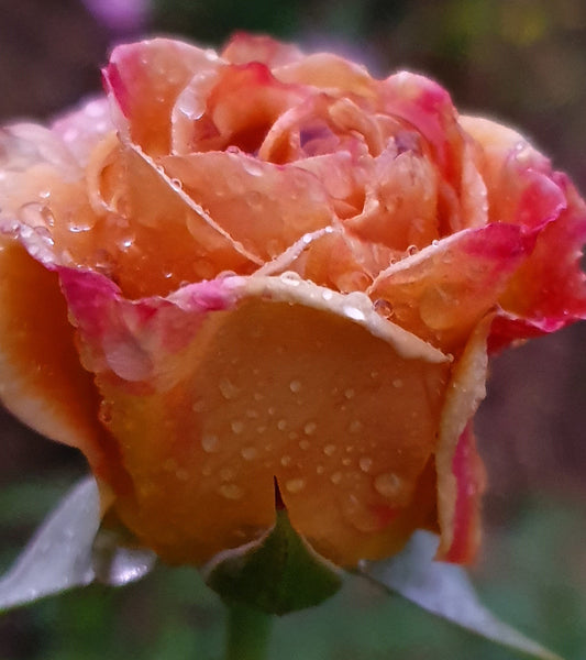 Honey Dijon - Hybrid Tea Rose (bare rooted)