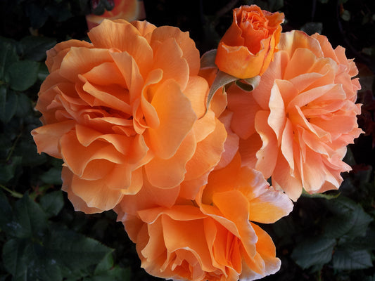 Honey Perfume - Modern Shrub