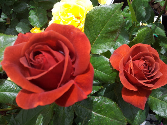 Hot Chocolate - Floribunda Rose