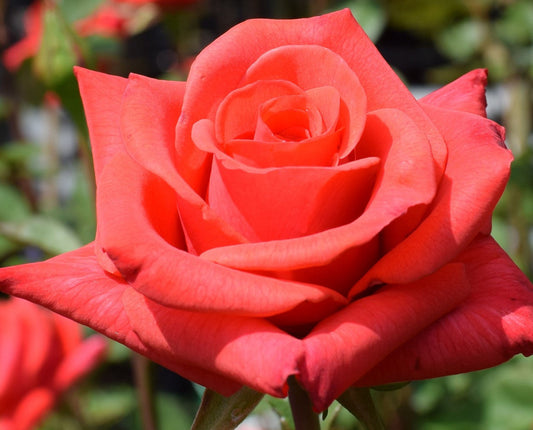 Happy Anniversary - Hybrid Tea Rose (bare rooted)