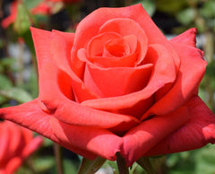 Happy Anniversary - Hybrid Tea Rose (bare rooted)