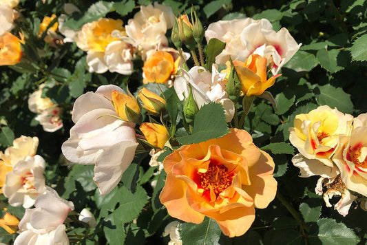 Harmonize, Clg - Climbing Rose