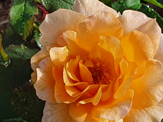 Honey Perfume - Modern Shrub (bare rooted)