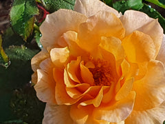 Honey Perfume - Modern Shrub (bare rooted)