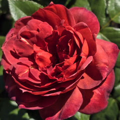 Hot Cocoa - Floribunda Rose (bare rooted)