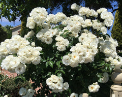 Iceberg - Climbing Rose