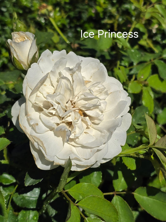 Ice Princess New Release Floribunda Bush Rose (Bare-rooted)