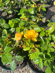 Kellys Gold Floribunda Bush Rose (Bareroot)