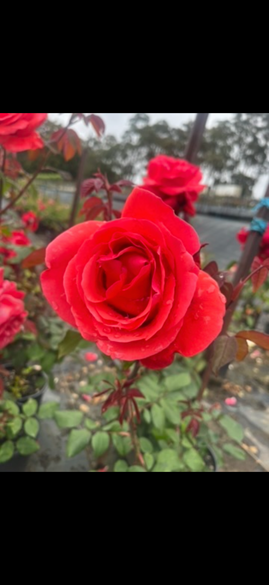 Red Fan (Bareroot)