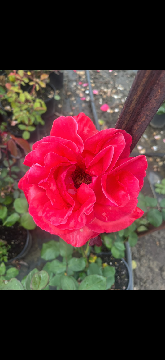 Red Fan (Bareroot)