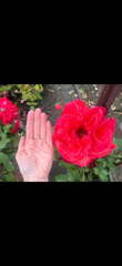 Red Fan (Bareroot)