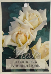 Northern Lights Hybrid Tea Bush Rose (Bare-rooted)