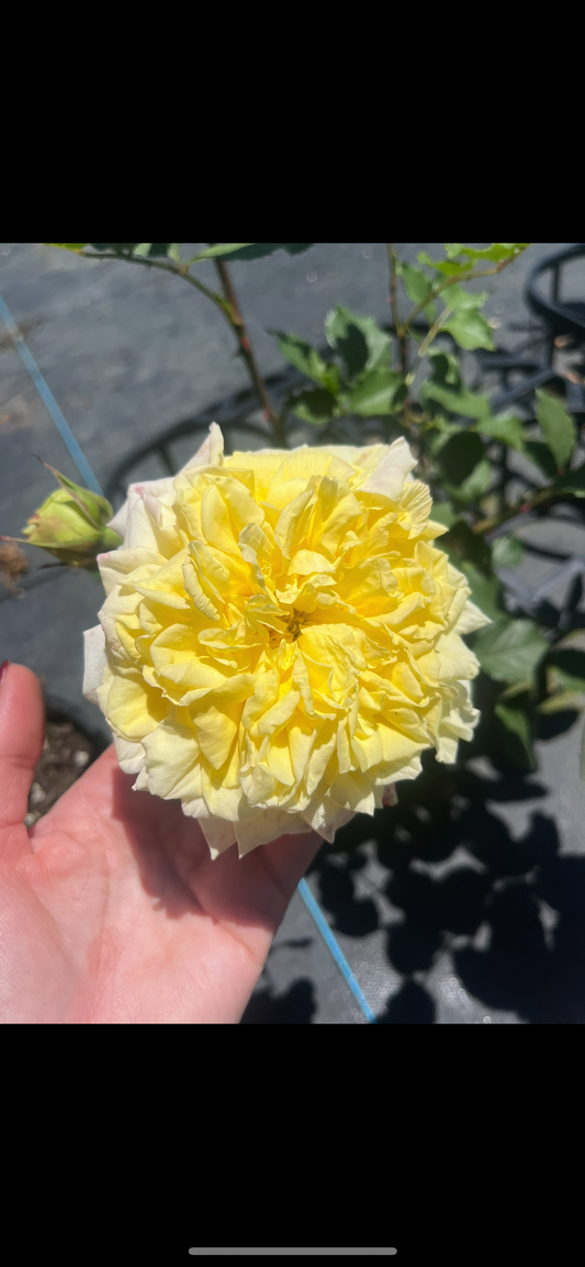 Golden Fairytale New Release Bush Rose
