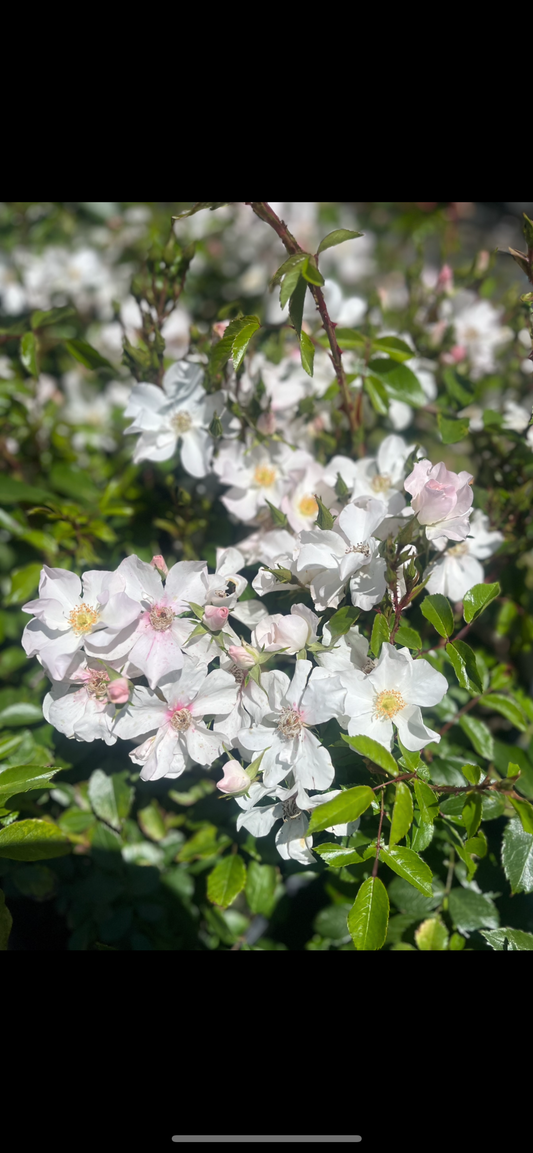 Heideschnee Ground Cover Floribunda Bush Rose