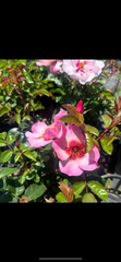 Berry Delightful - Modern Shrub