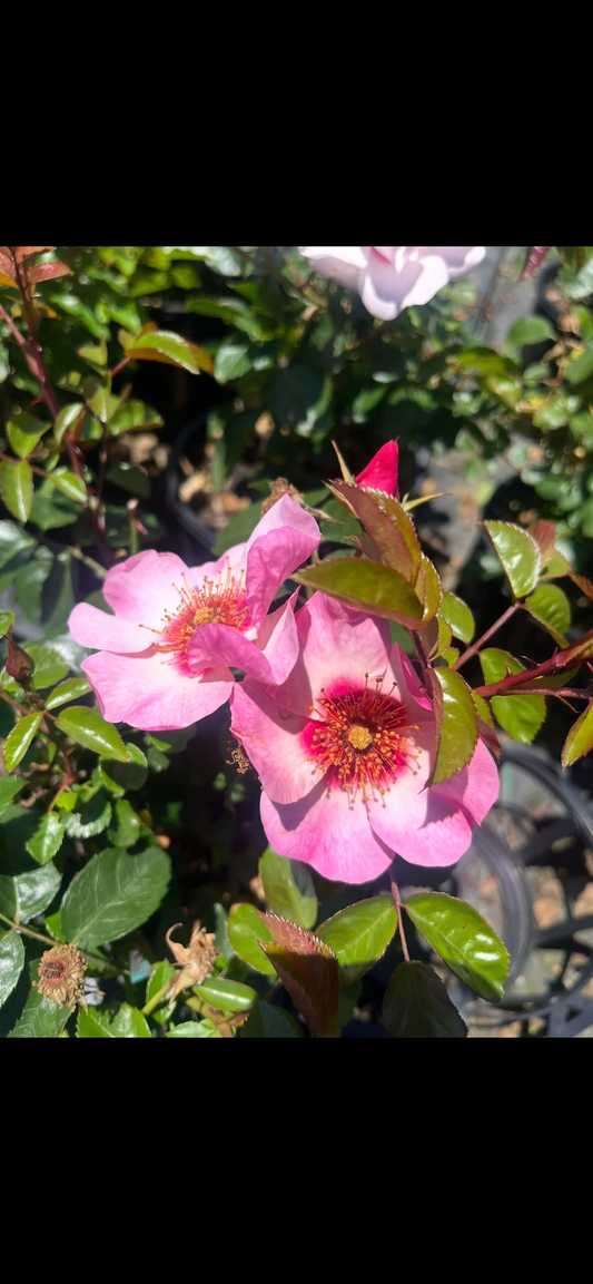 Berry Delightful - Modern Shrub