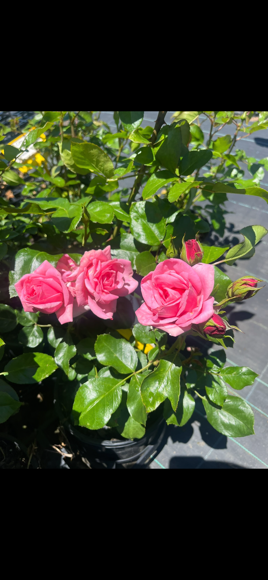 City Of Adelaide™ New Release Bush Rose