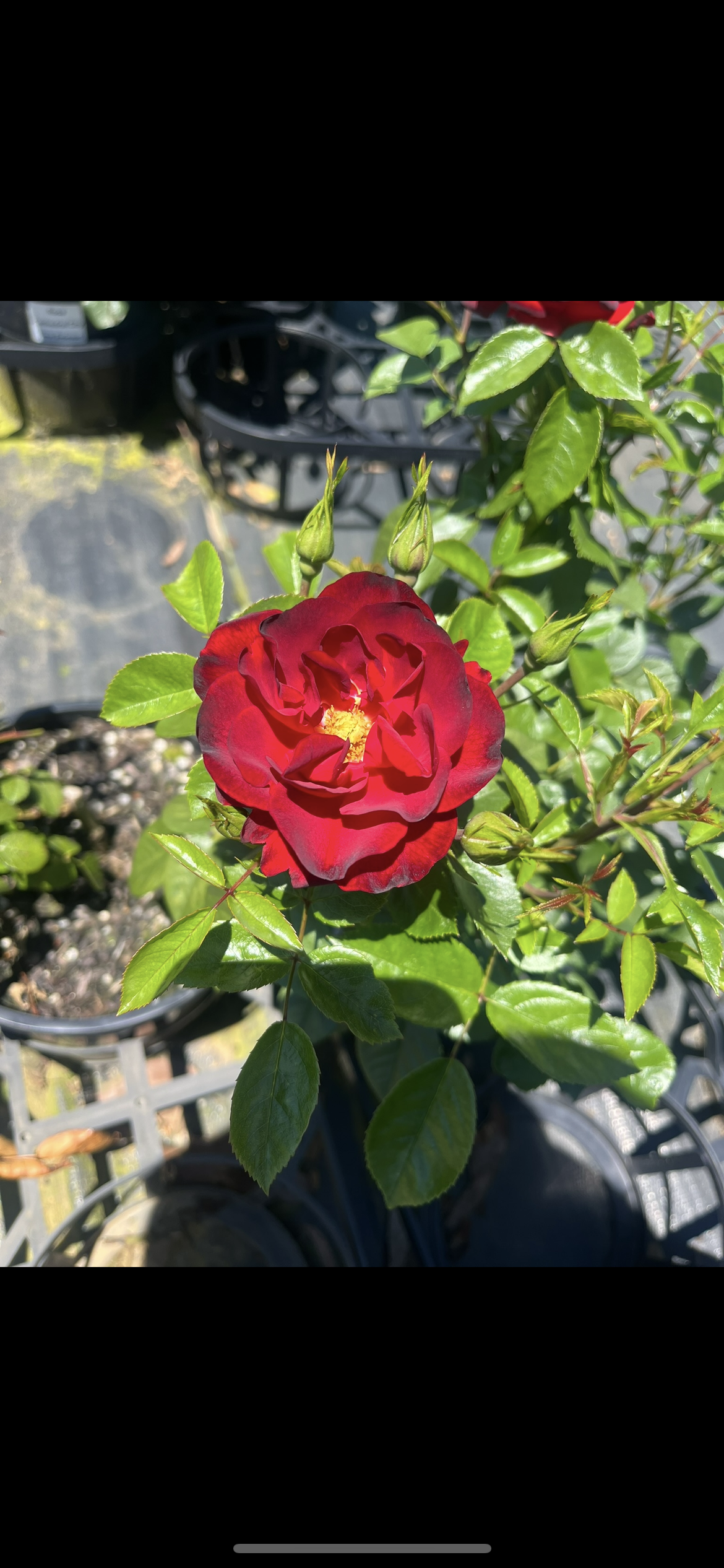 Cayenne New Release Floribunda Bush Rose