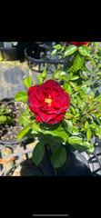 Cayenne New Release Floribunda Bush Rose (Bare-rooted)
