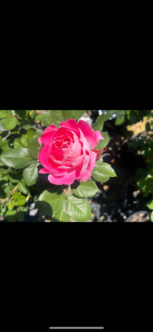 Care Free Wonder Floribunda New Release Bush Rose