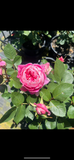 Care Free Wonder Floribunda New Release Bush Rose