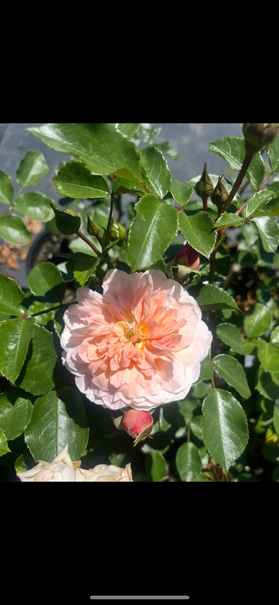 Afternoon Delight New Release Bush Rose