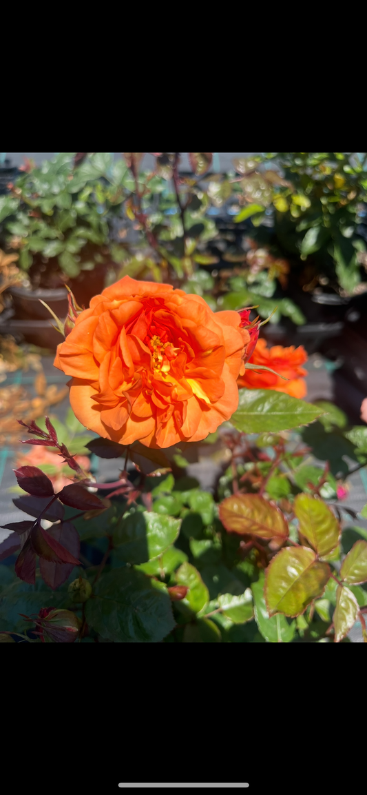 Hybrid Showpiece™ Orange