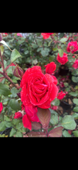 Red Fan Potted Bush Rose